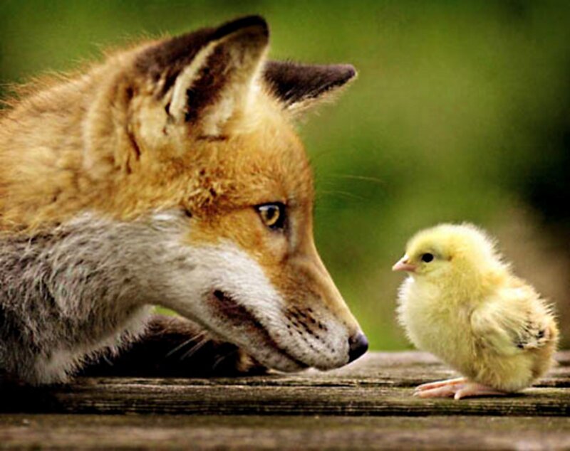 Fox and Chick — Brown