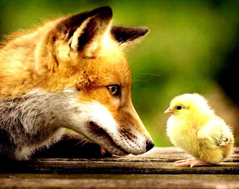 Fox and Chick
