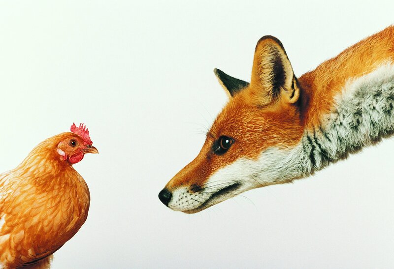 fox and chicken facing each other