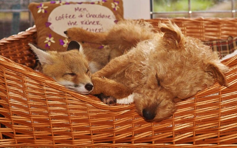 Fox and Dog Sleeping
