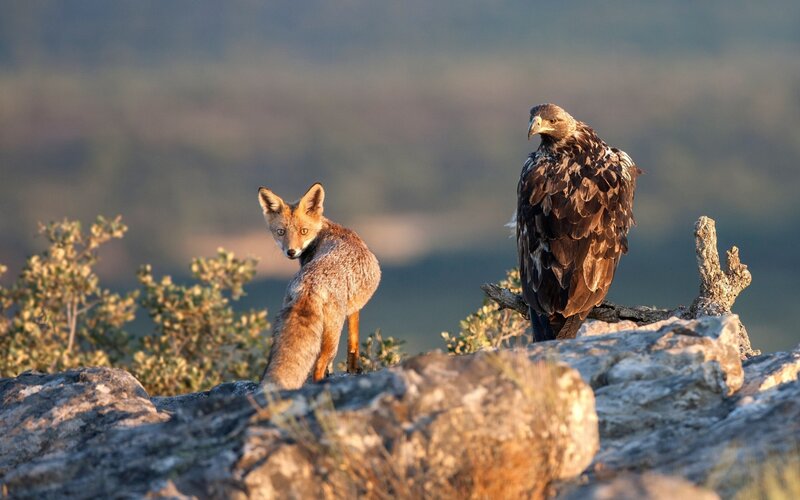 Fox and Eagle on Rocks