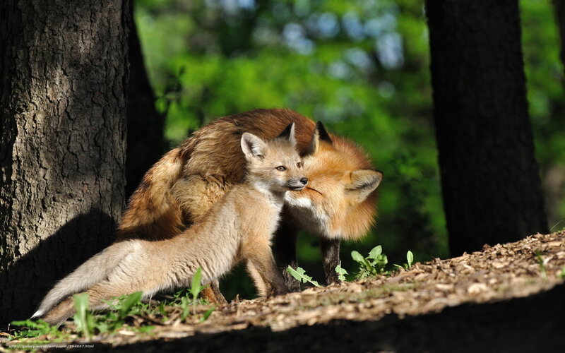 Fox and Fox Kit — Brown