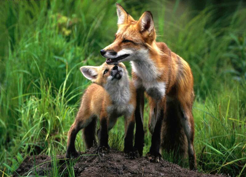 Fox and Fox Kit — Green, Calm, Afternoon