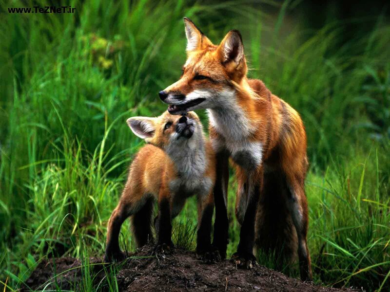 Fox and Fox Kit — Green, Natural