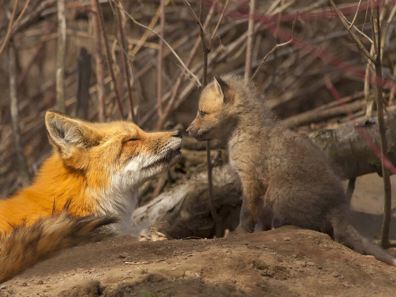 Fox and Fox Kit — Orange, Calm
