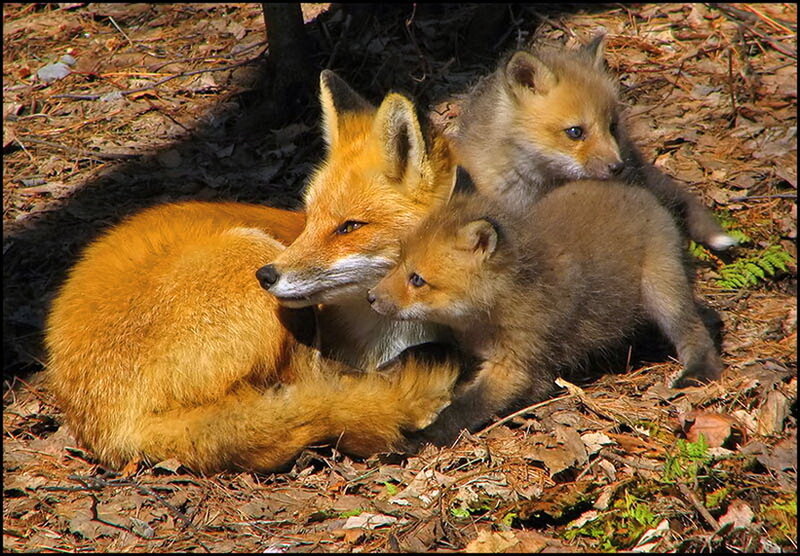 Fox and Her Cubs