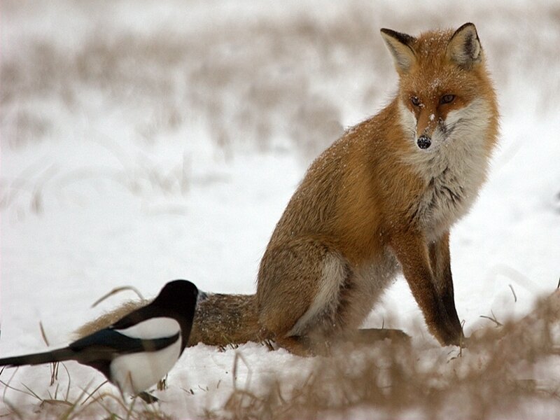 Fox and magpie in snow