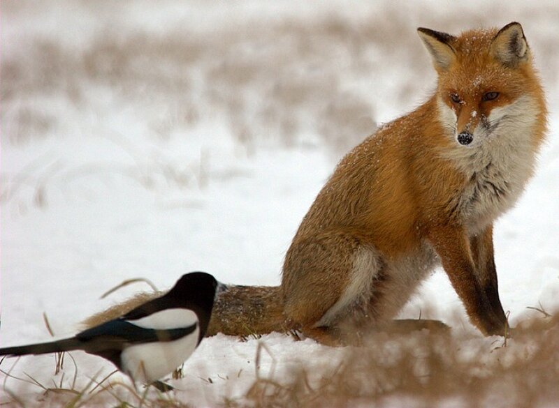 Fox and magpie in snow