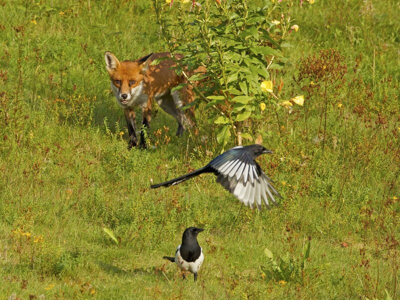 Fox and Magpies in Field