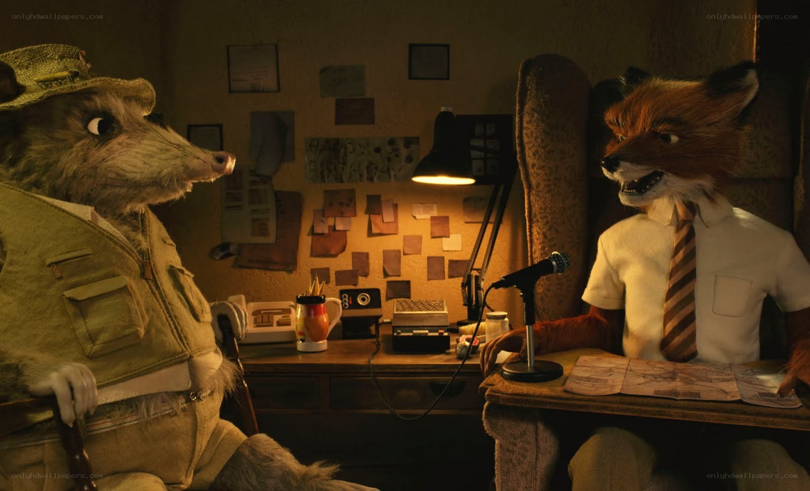 fox and raccoon in a study