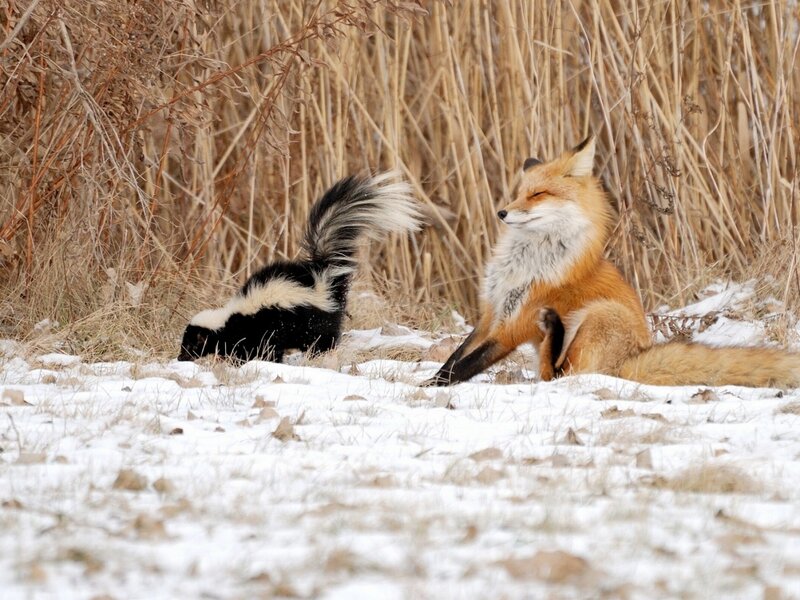 Fox and Skunk in Snow — White, Calm