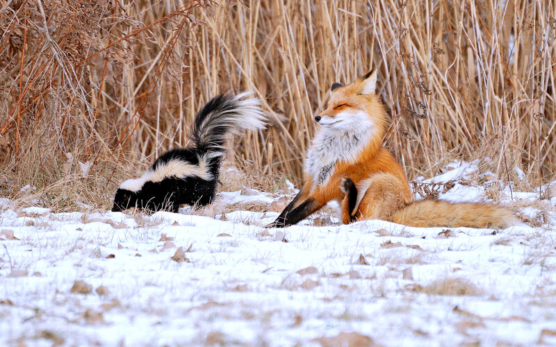 Fox and Skunk in Snow — White