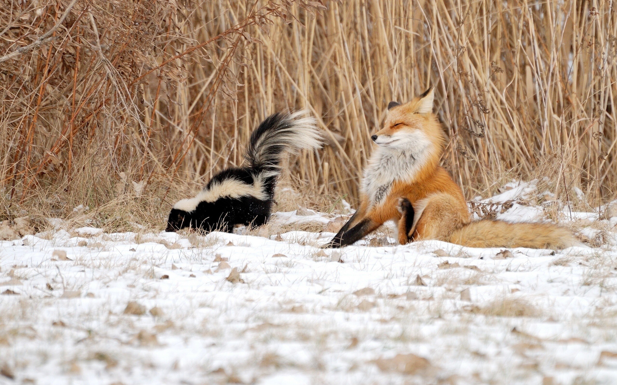 Fox and skunk in snow