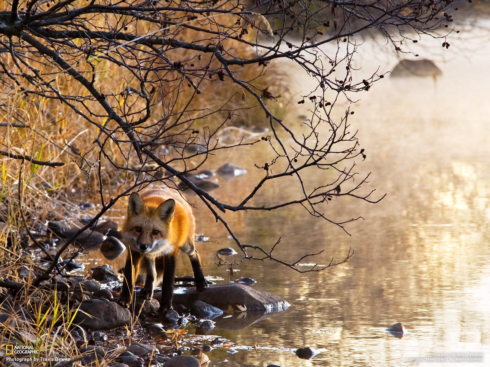 Fox by the river at dawn