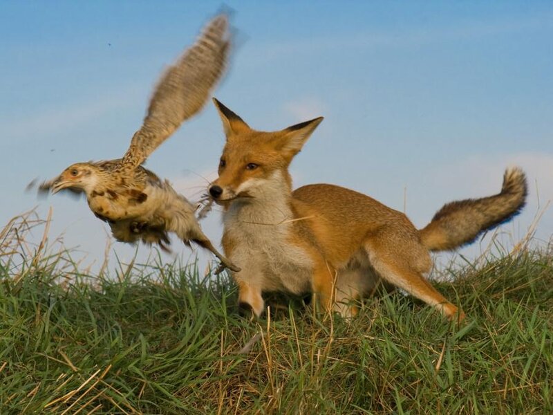 Fox Catching Bird