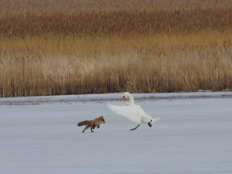 Fox chasing a swan on ice