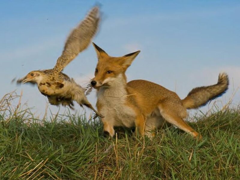 Fox Chasing Bird