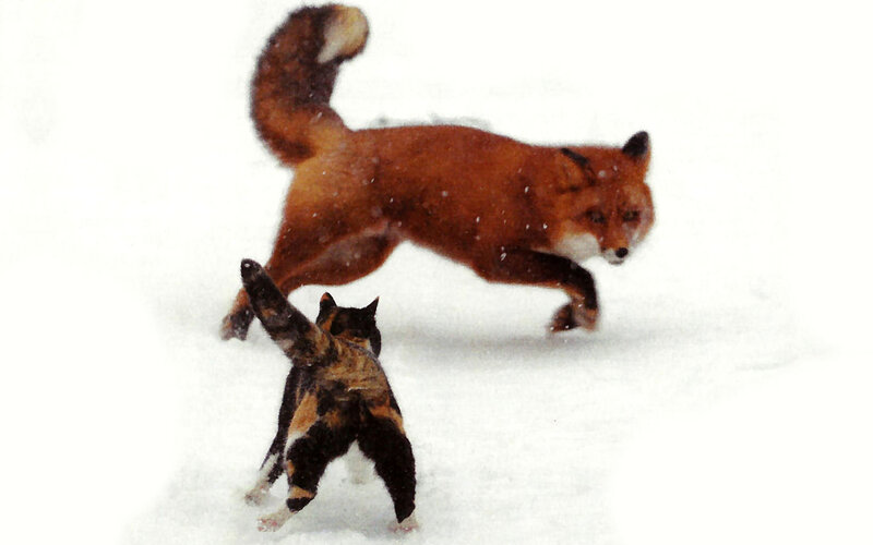 Fox Chasing Cat