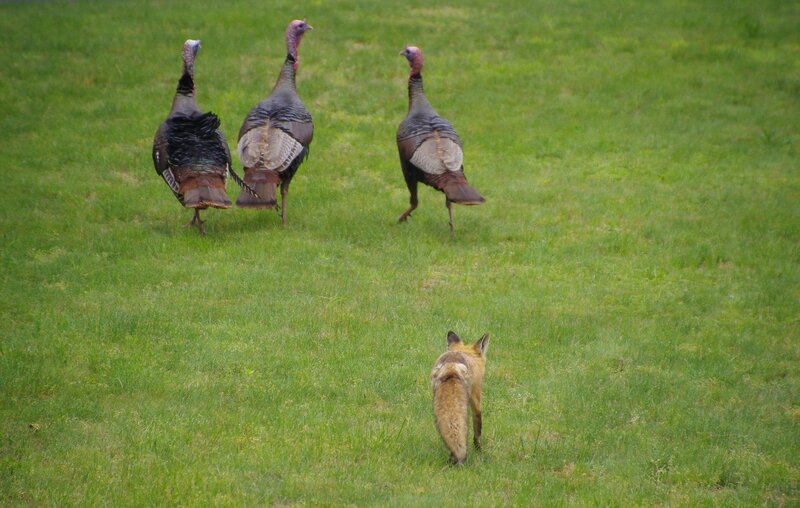 Fox Chasing Turkeys
