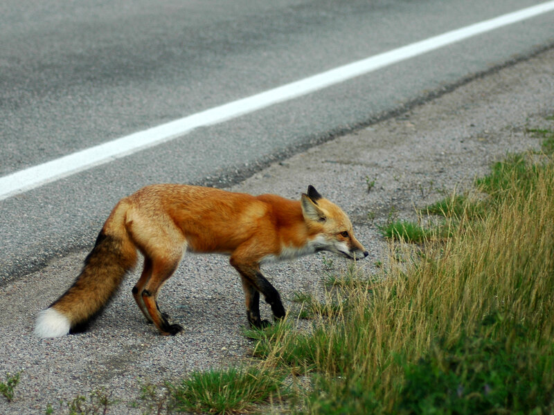fox crossing a road