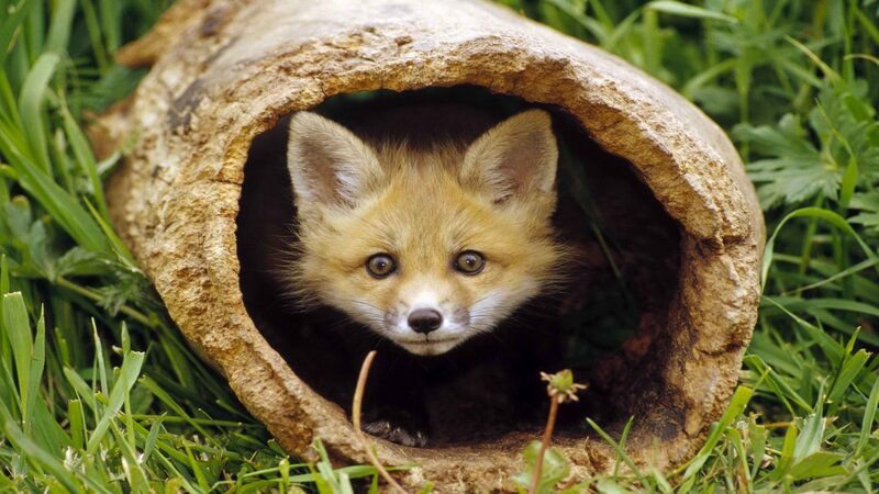 fox cub in a log