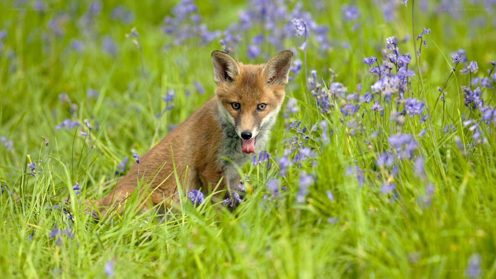 Fox cub in bluebell field