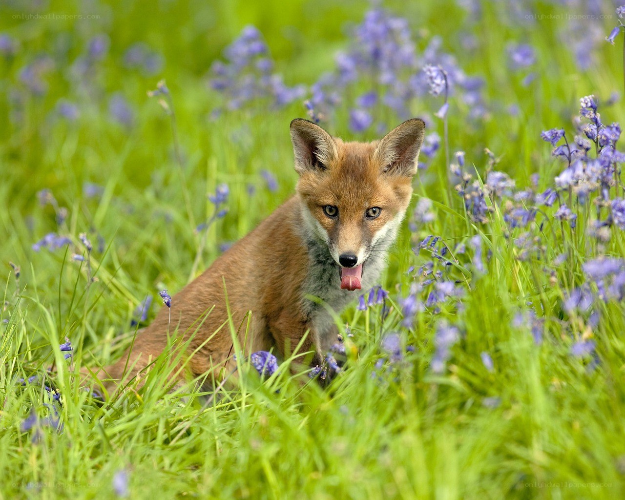 Fox cub in bluebells