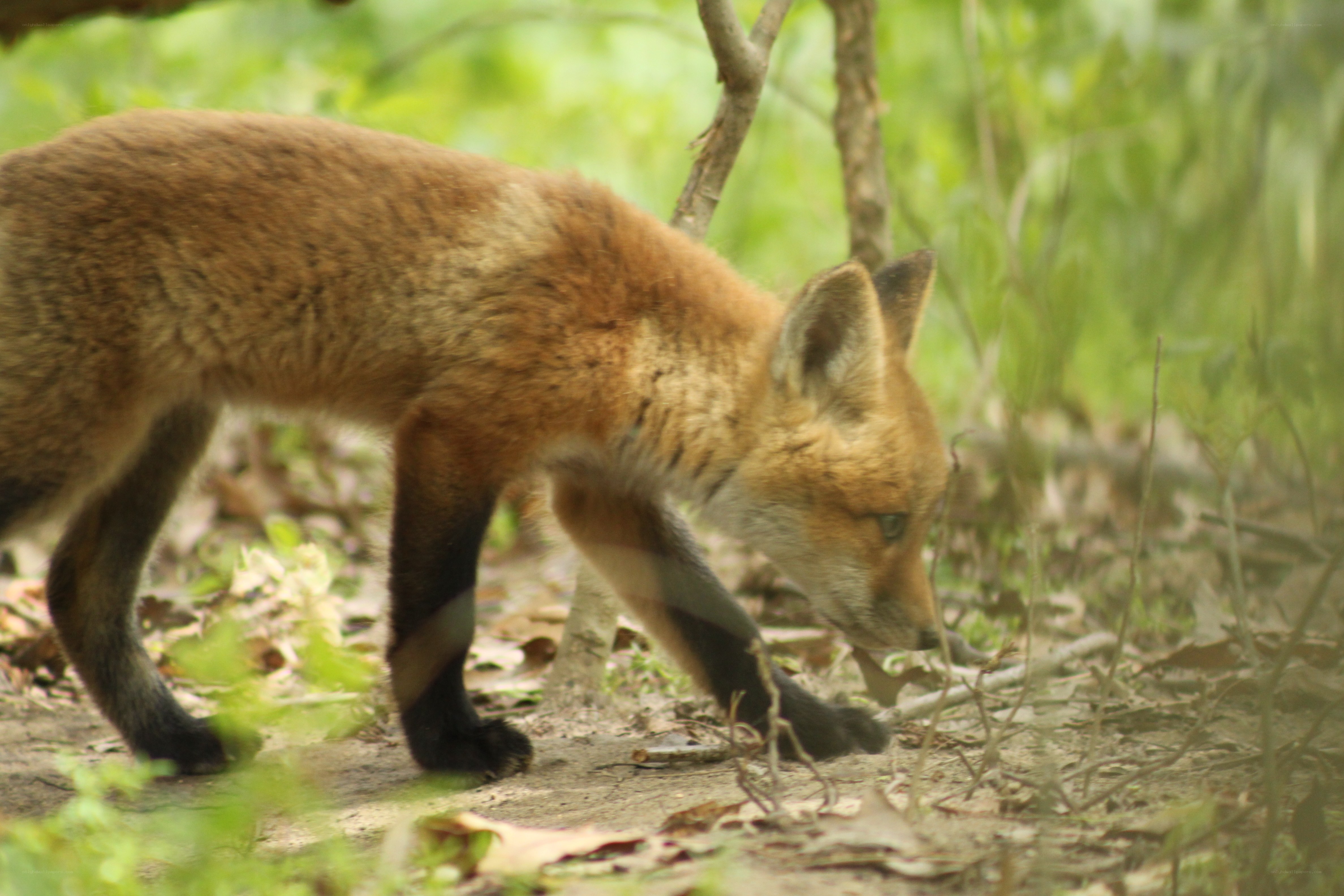 fox cub in forest