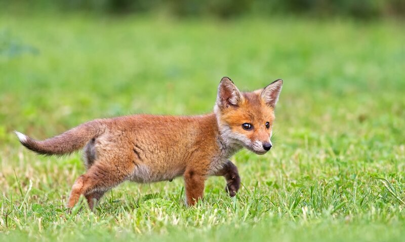 fox cub in grass