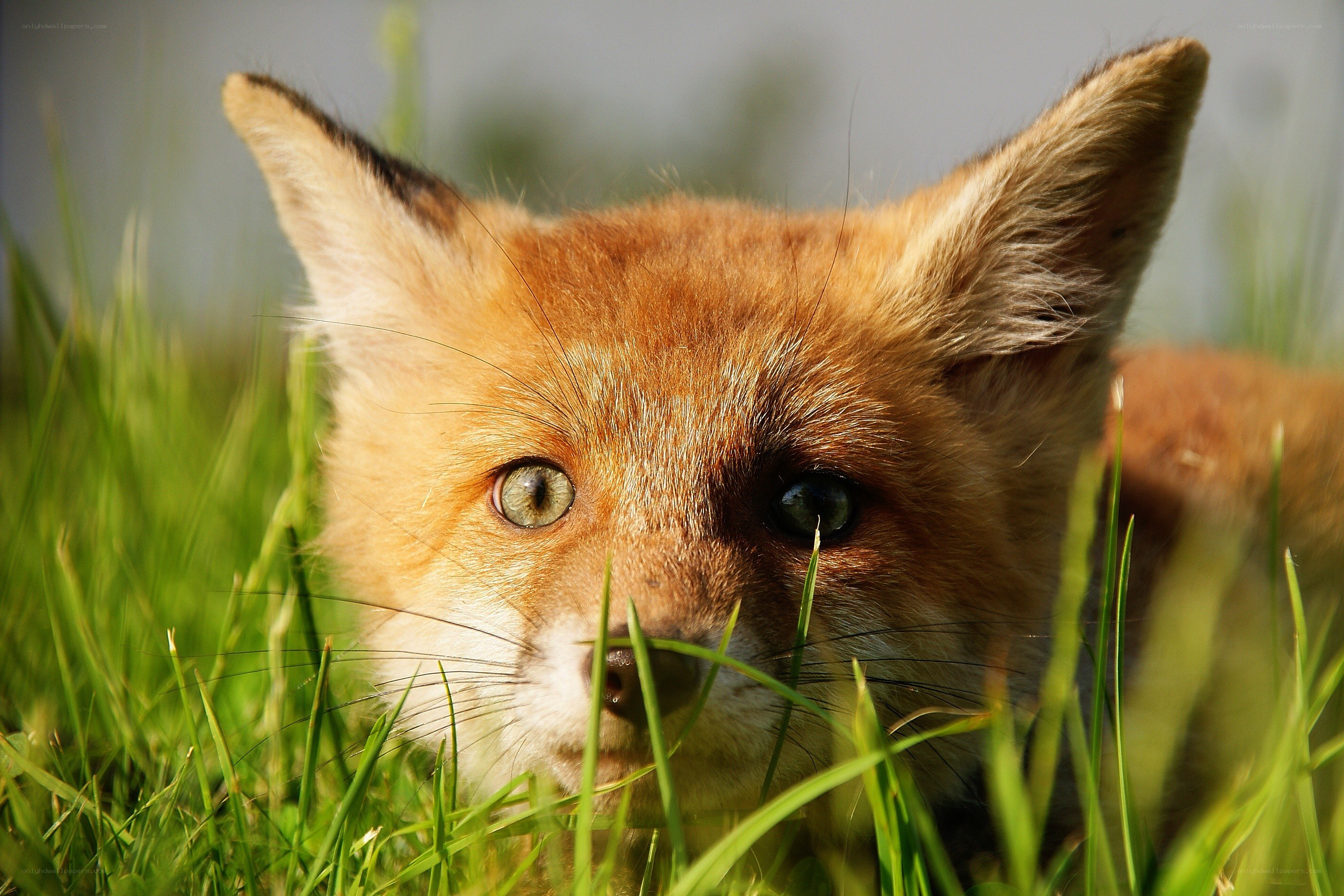 fox cub in grass