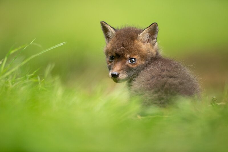 Fox Cub in Grass — Green