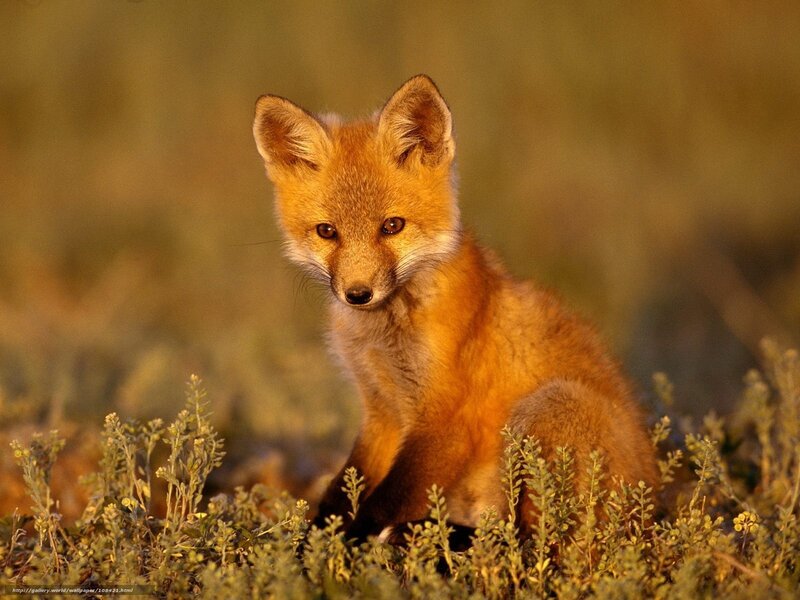 fox cub in grass
