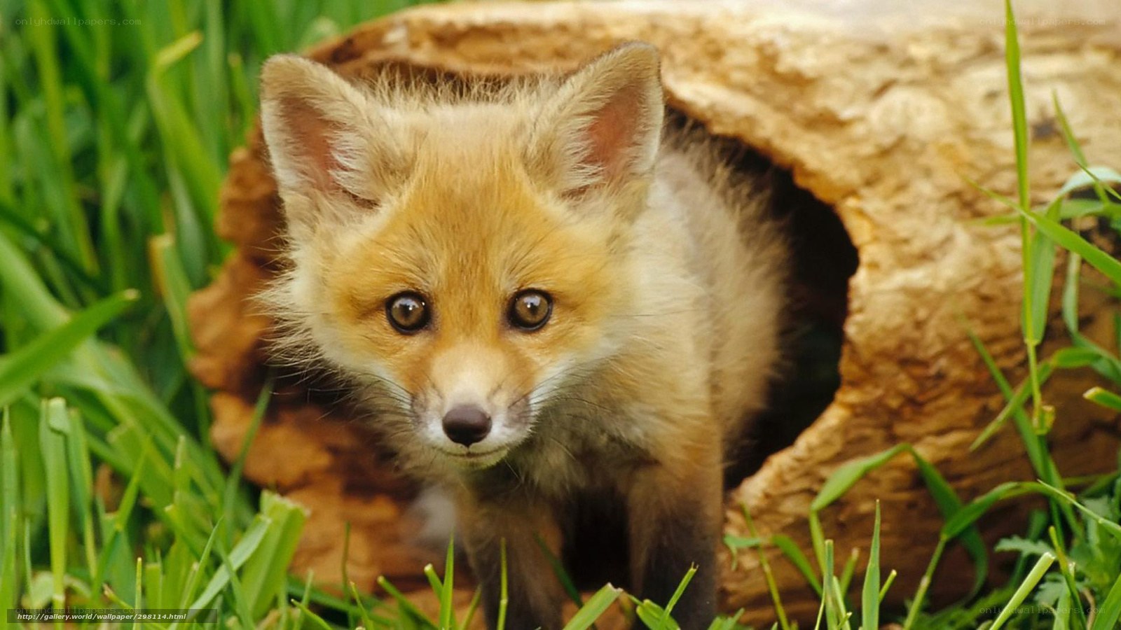 Fox cub in grassy den