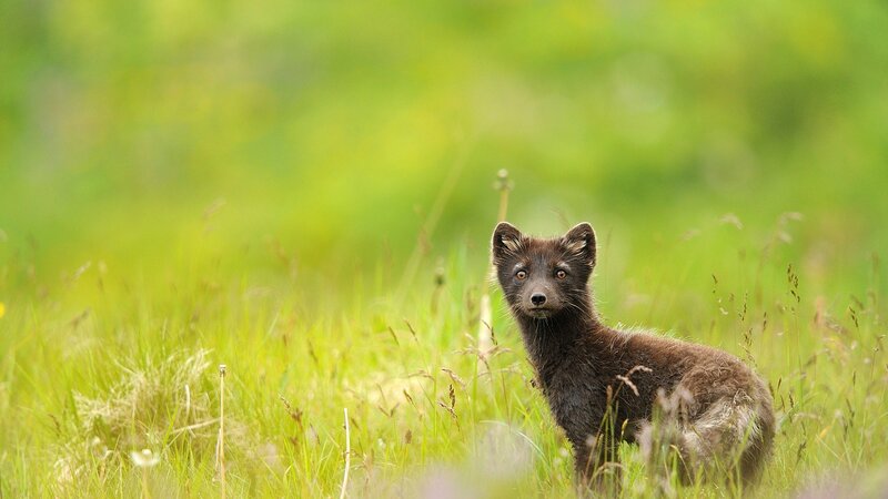 fox cub in green grass