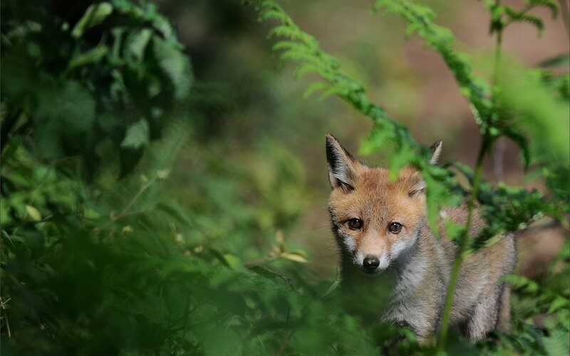 Fox cub in the forest