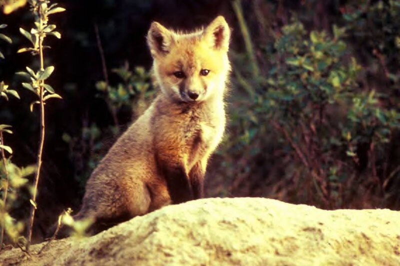 fox cub in the wild