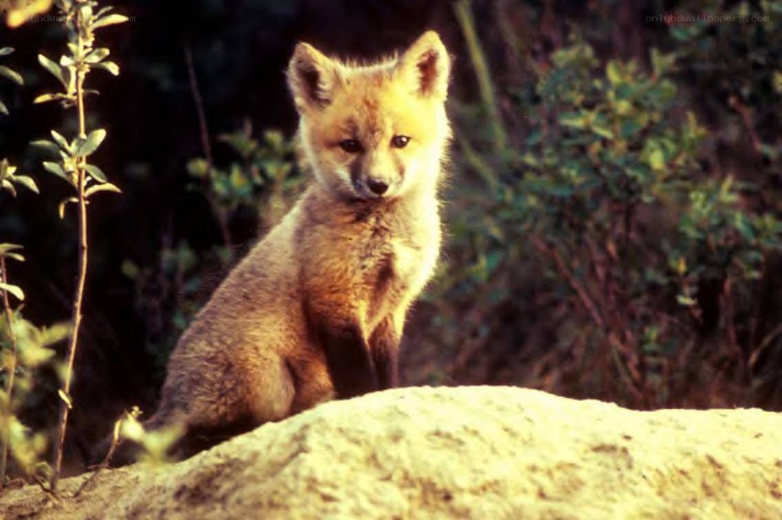 fox cub in the wild