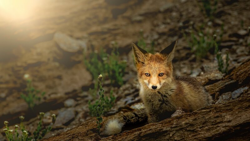 Fox Cub on a Log