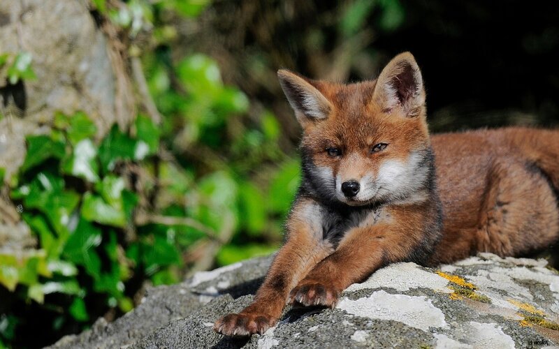 fox cub on a rock