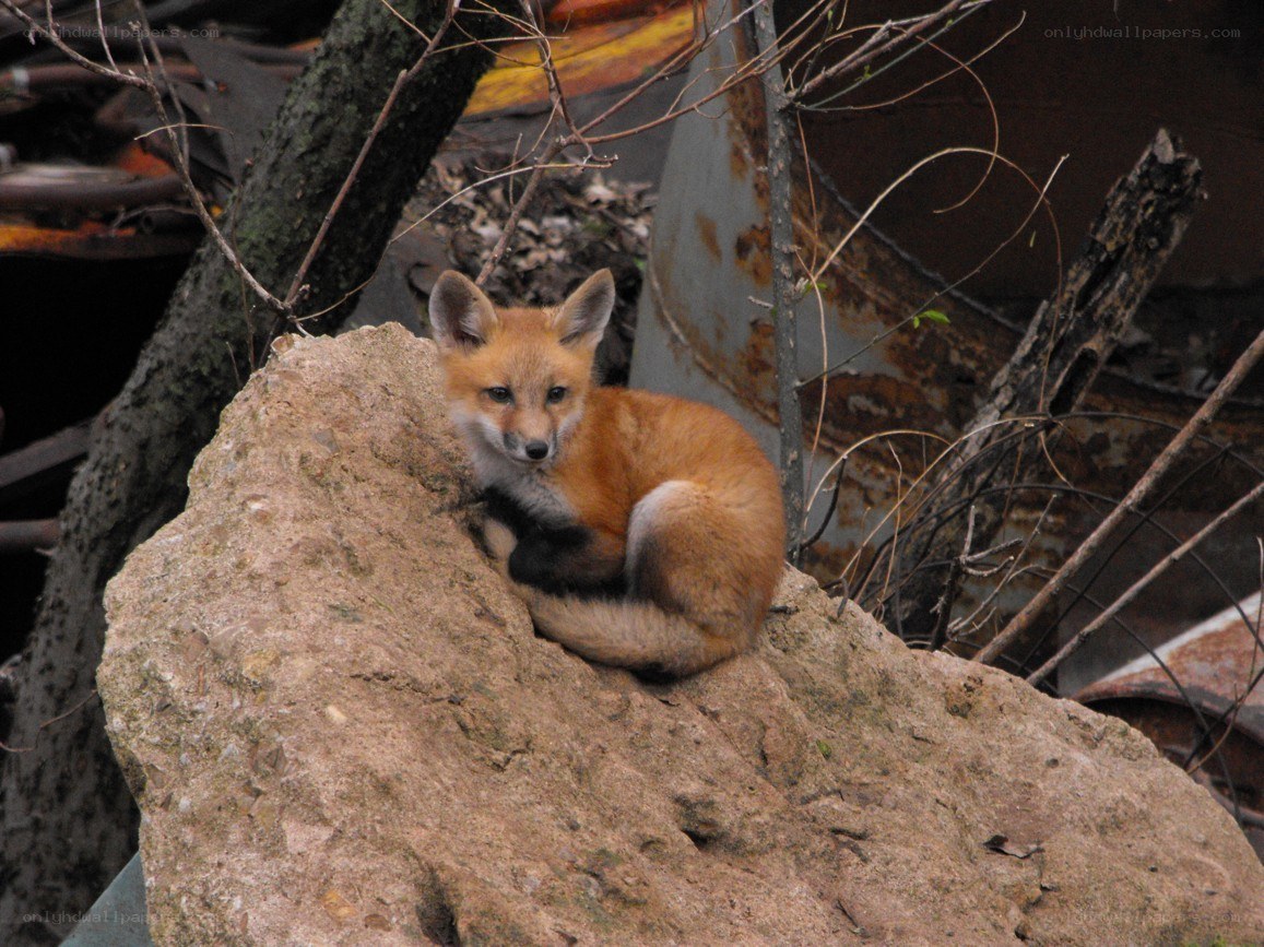 Fox cub on a rock