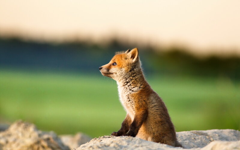 fox cub on a rock