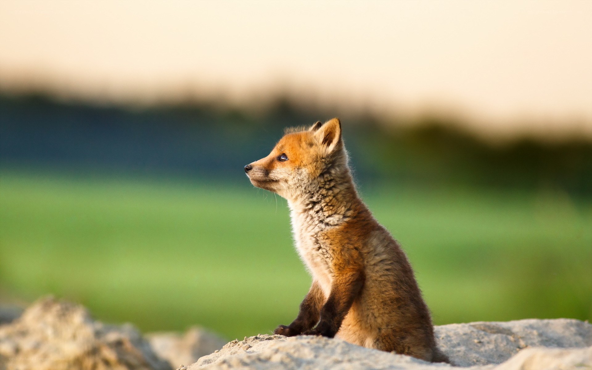fox cub on a rock
