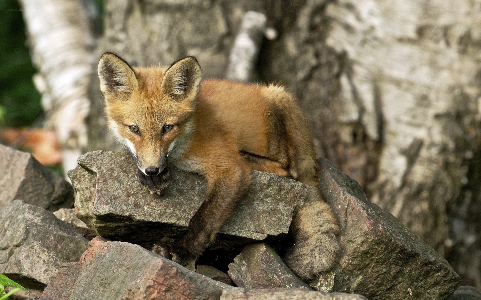fox cub on rocks