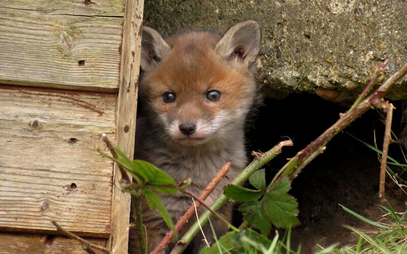 Fox cub peeking from den