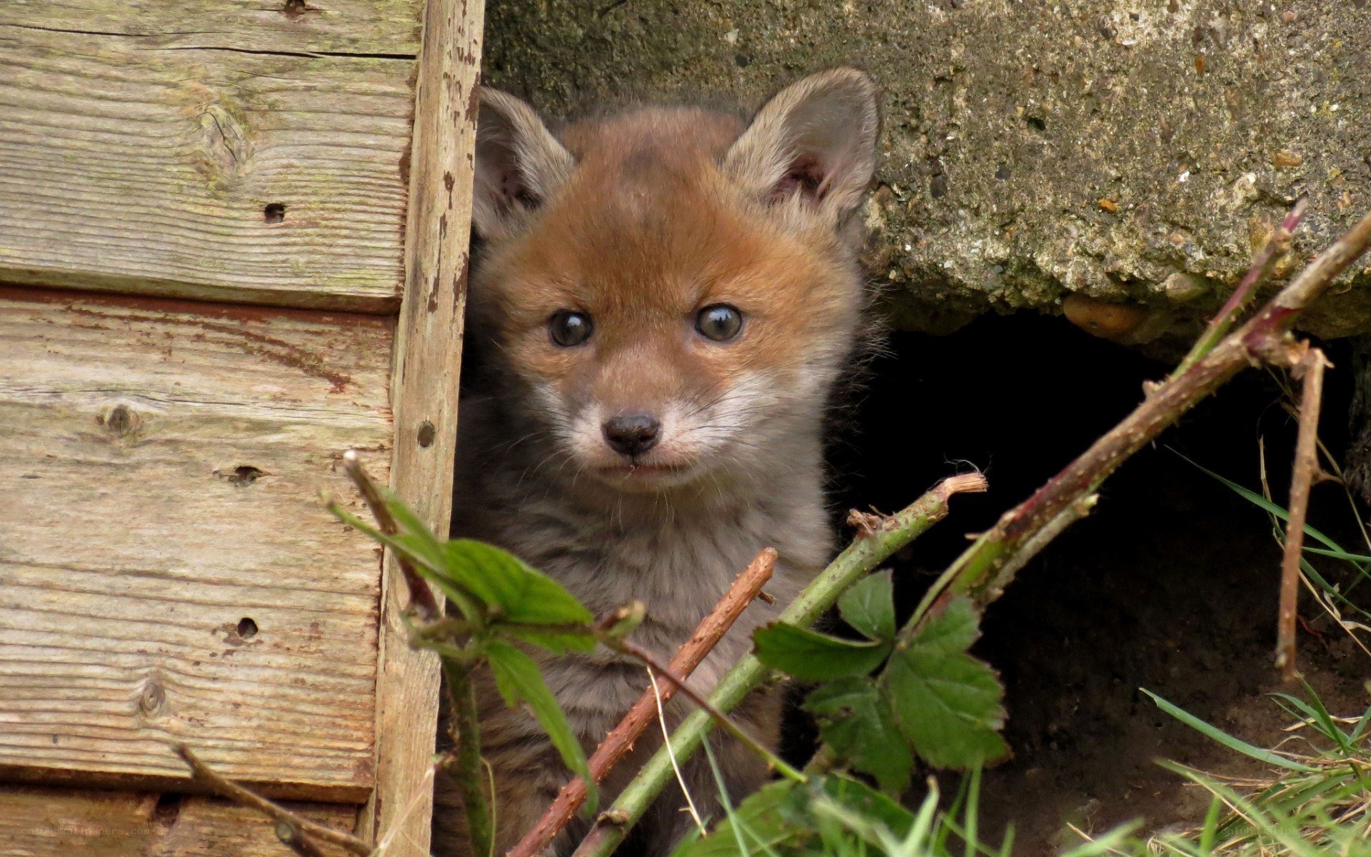 Fox cub peeking from den