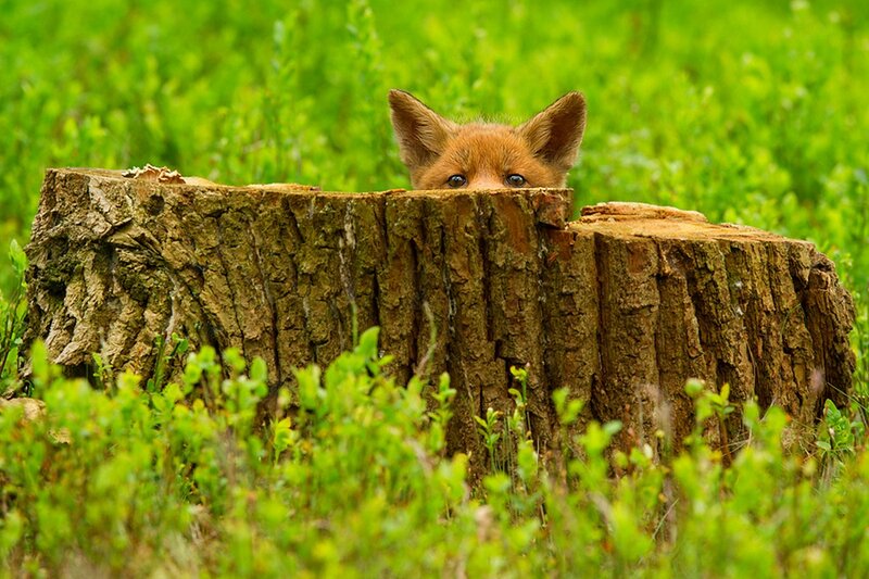 Fox Cub Peeking from Stump