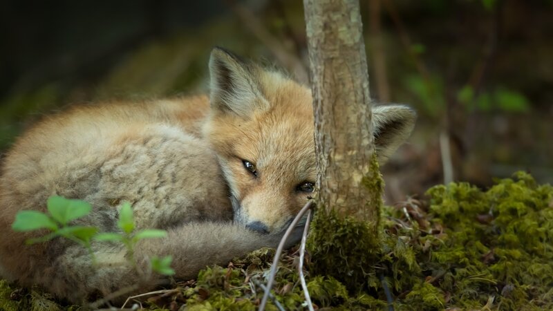 Fox Cub Sleeping