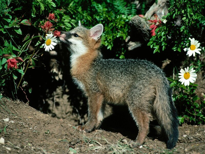fox cub sniffing flowers