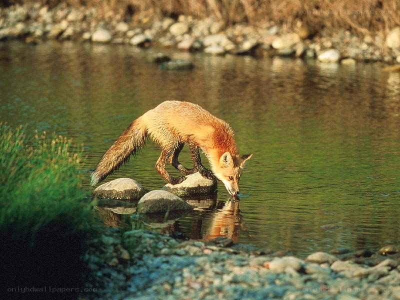 fox drinking from a river