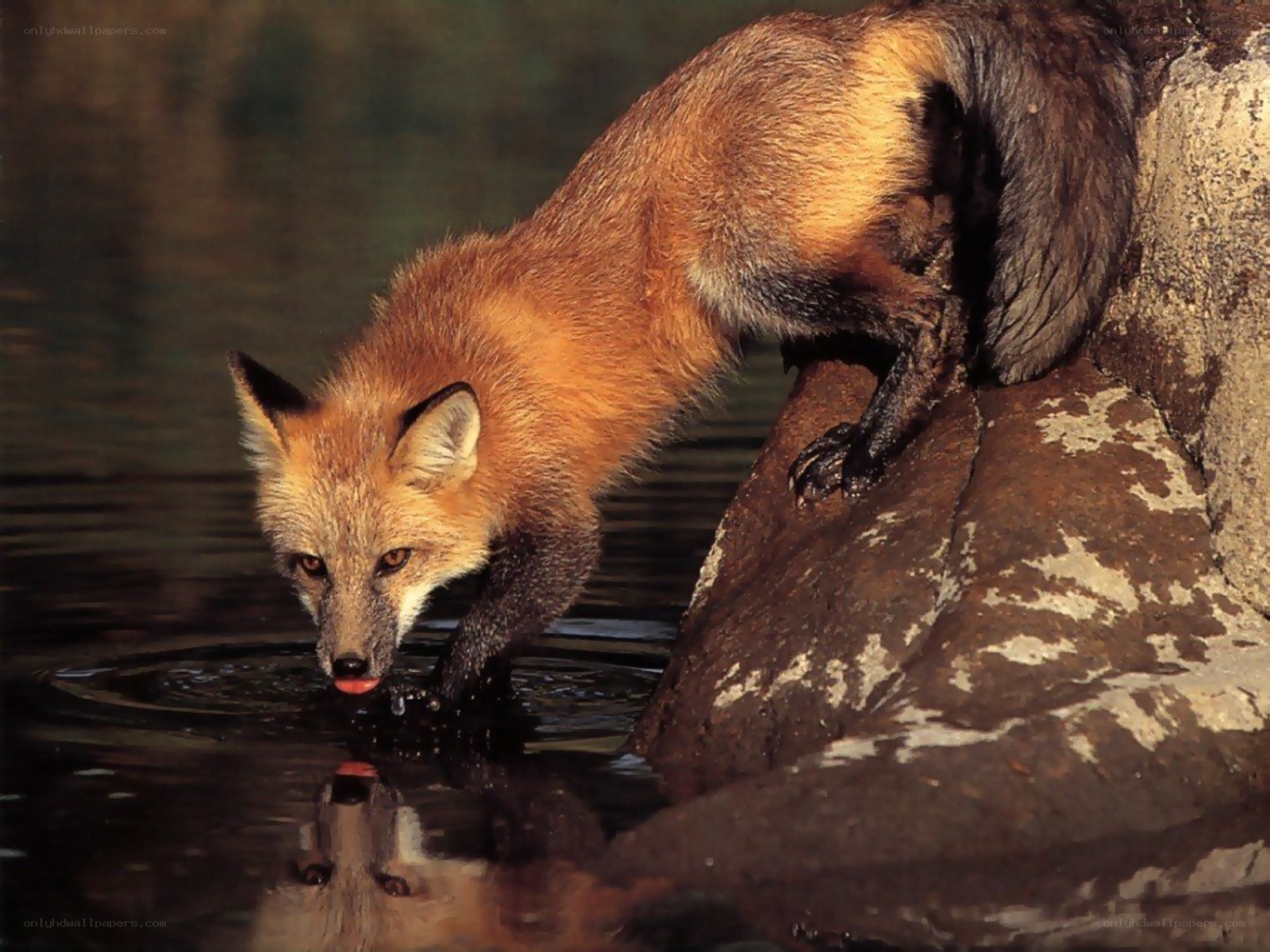 fox drinking from a stream